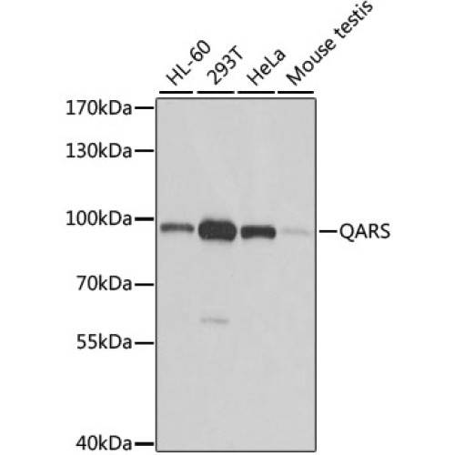 QARS Rabbit pAb