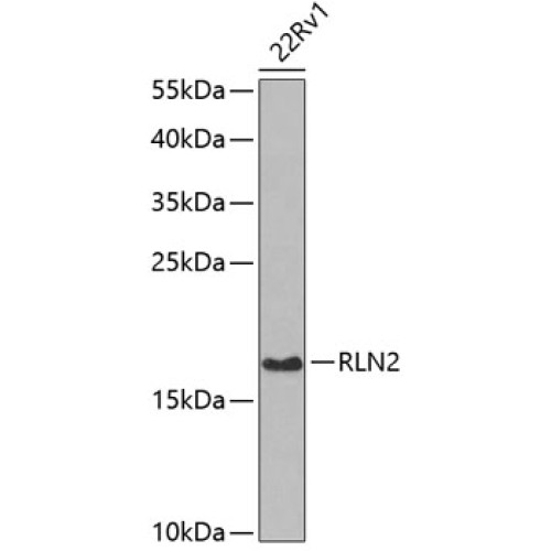 RLN2 Rabbit pAb