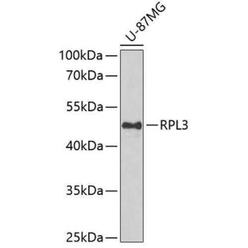 RPL3 Rabbit pAb