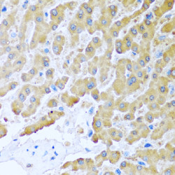 CCL8 Rabbit pAb