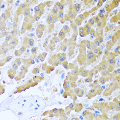 CCL8 Rabbit pAb