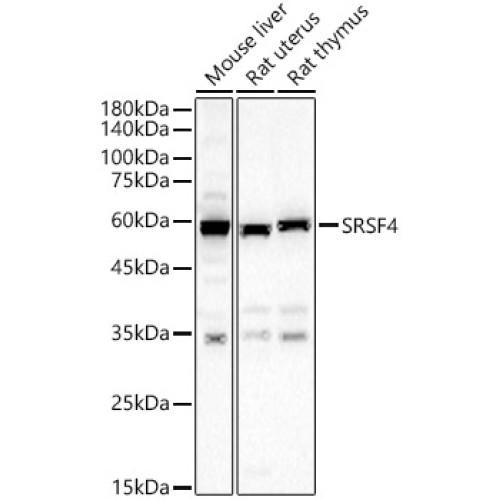 SRSF4 Rabbit pAb