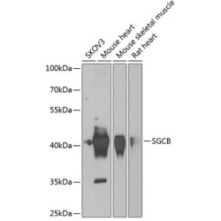 SGCB Rabbit pAb