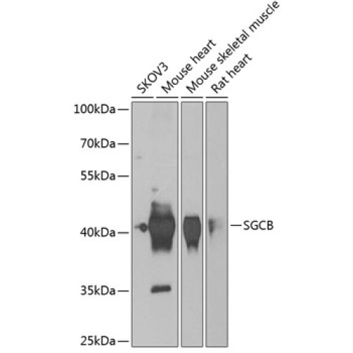 SGCB Rabbit pAb