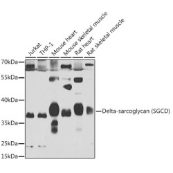 Delta-sarcoglycan (SGCD) Rabbit pAb