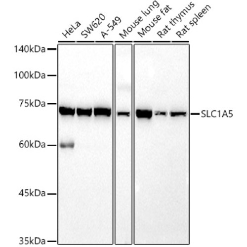 SLC1A5 Rabbit pAb