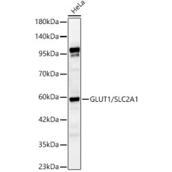 GLUT1/SLC2A1 Rabbit pAb