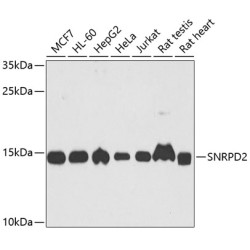 SNRPD2 Rabbit pAb