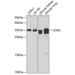 SOD3 Rabbit pAb