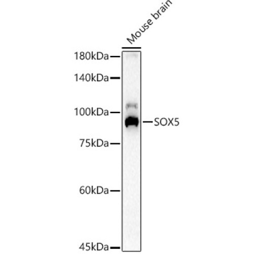 SOX5 Rabbit pAb