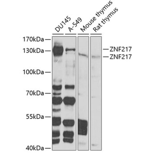 ZNF217 Rabbit pAb
