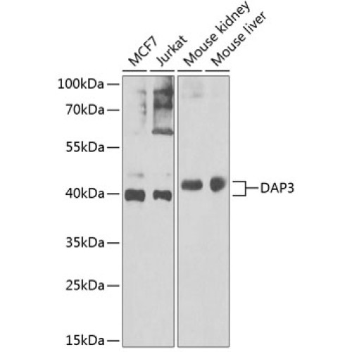 DAP3 Rabbit pAb