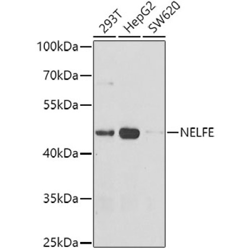 NELFE Rabbit pAb