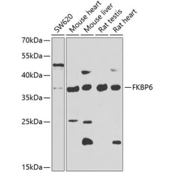 FKBP6 Rabbit pAb
