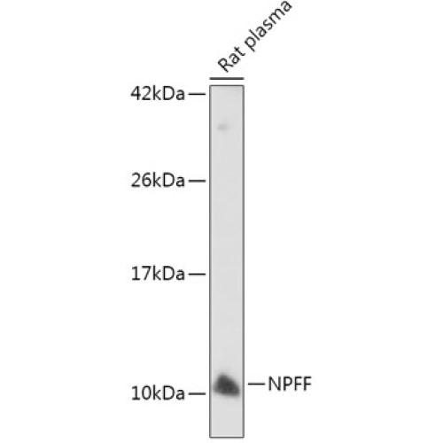 NPFF Rabbit pAb