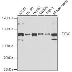 EIF3C Rabbit pAb