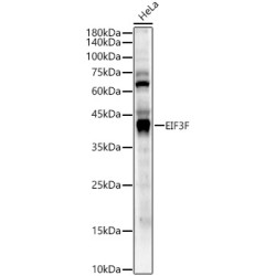 EIF3F Rabbit pAb