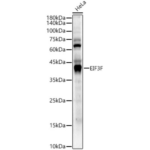 EIF3F Rabbit pAb