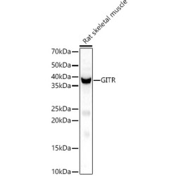GITR Ligand/TNFSF18 Rabbit pAb