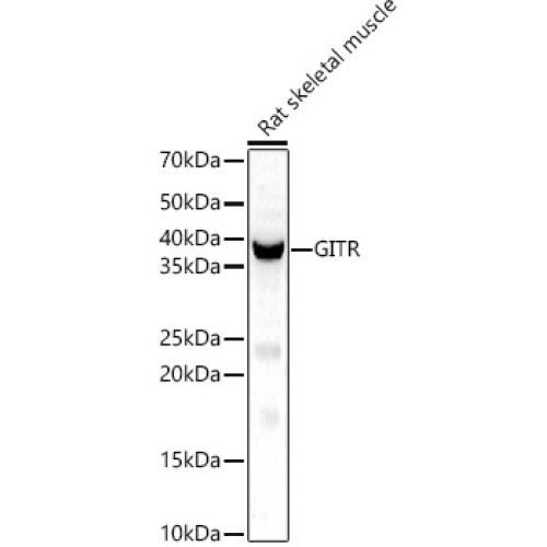 GITR Ligand/TNFSF18 Rabbit pAb
