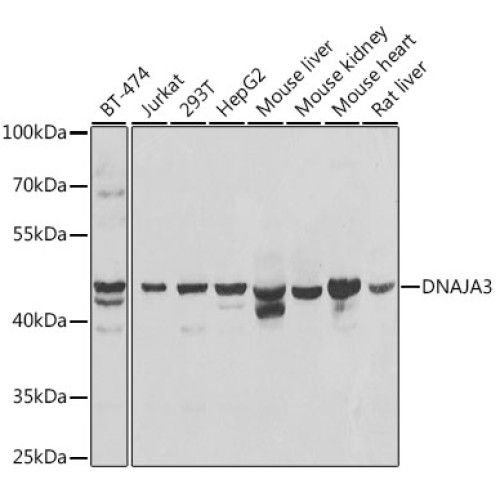 DNAJA3 Rabbit pAb