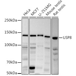 USP8 Rabbit pAb