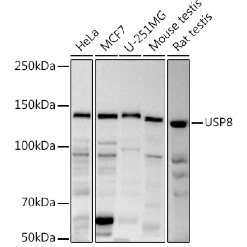 USP8 Rabbit pAb