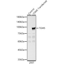 TGM5 Rabbit pAb