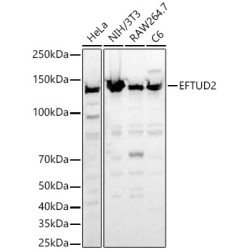 EFTUD2 Rabbit pAb
