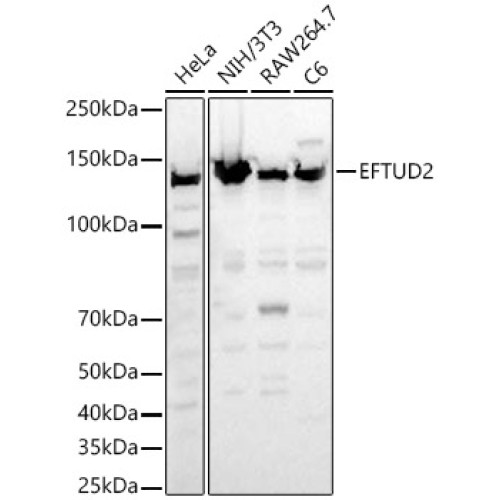 EFTUD2 Rabbit pAb