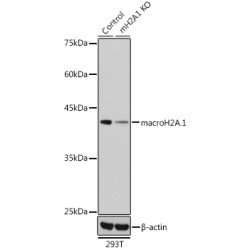 [KO Validated] macroH2A.1 Rabbit pAb