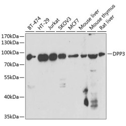 DPP3 Rabbit pAb