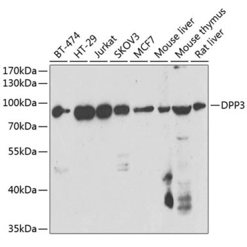 DPP3 Rabbit pAb