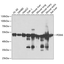 PDIA6 Rabbit pAb