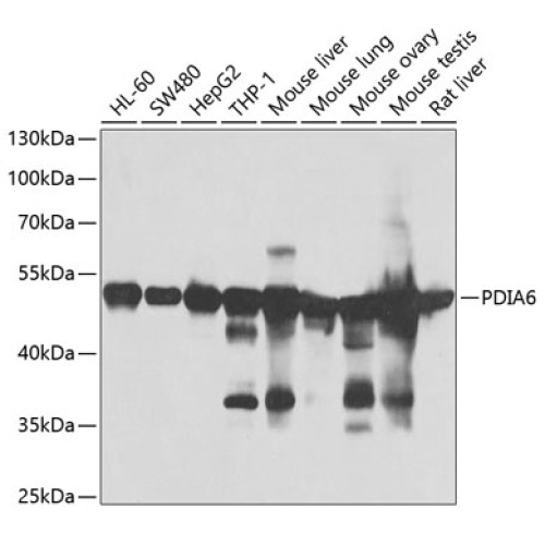 PDIA6 Rabbit pAb