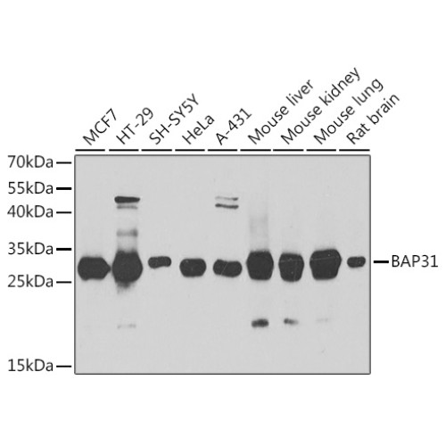 BAP31 Rabbit pAb