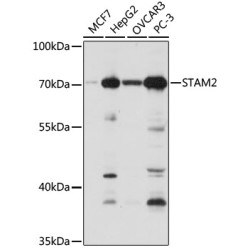 STAM2 Rabbit pAb