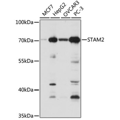 STAM2 Rabbit pAb