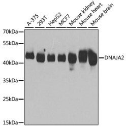 DNAJA2 Rabbit pAb