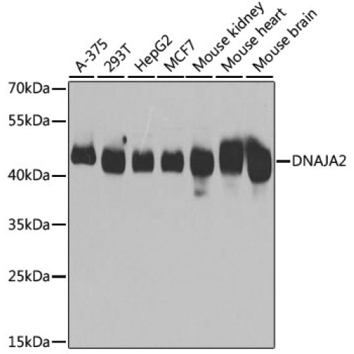 DNAJA2 Rabbit pAb