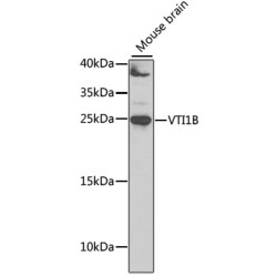 VTI1B Rabbit pAb