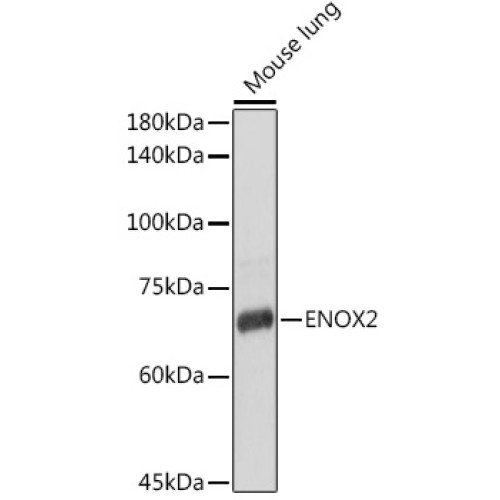 ENOX2 Rabbit pAb