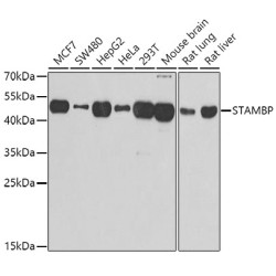 STAMBP Rabbit pAb