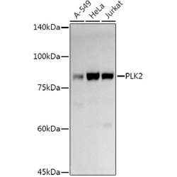 PLK2 Rabbit pAb