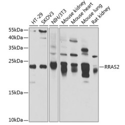 RRAS2 Rabbit pAb
