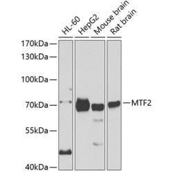 MTF2 Rabbit pAb