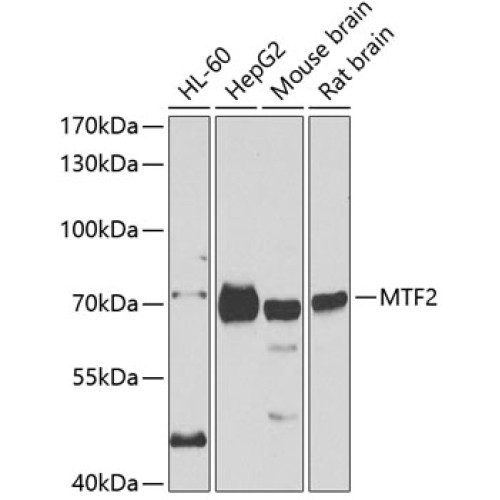 MTF2 Rabbit pAb