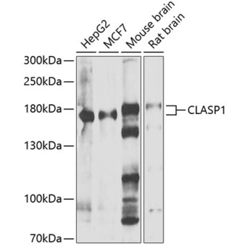CLASP1 Rabbit pAb