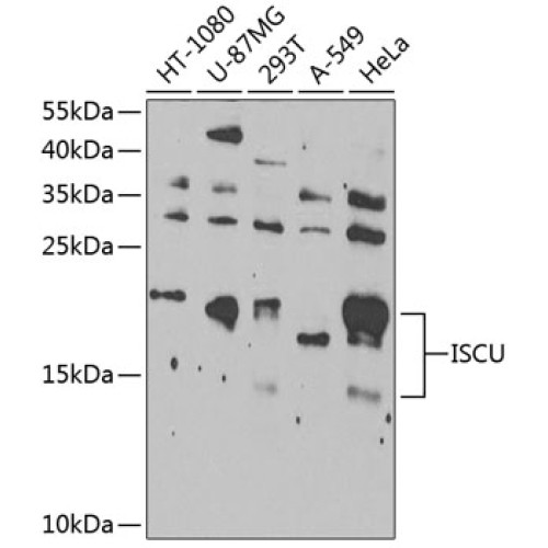 ISCU Rabbit pAb