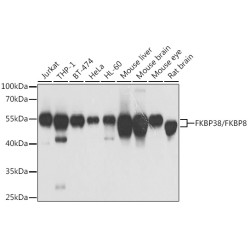 FKBP38/FKBP8 Rabbit pAb
